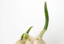 Hot: 10 loại cây trồng '1 lần ăn mãi mãi' - 1