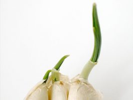 Hot: 10 loại cây trồng '1 lần ăn mãi mãi' - 1