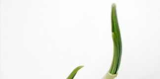 Hot: 10 loại cây trồng '1 lần ăn mãi mãi' - 1