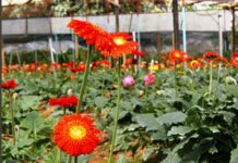 Làm sao để trồng hoa đồng tiền? - 1