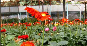 Làm sao để trồng hoa đồng tiền? - 1