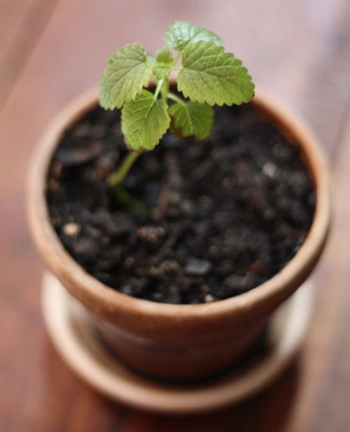 Cách trồng tía tô đất tại nhà sạch ngon và đơn giản - 9