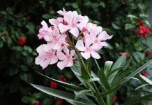 1. Trúc đào  Tên khoa học là Nerium oleander. Toàn thân Trúc đào đều có chất cực độc Oleandrin, Neriin. Người ta có thể bị ngộ độc do chạm vào cây hoặc nuốt phải. Nhẹ thì gây buồn nôn, ói mửa, tiêu chảy, rối loạn nhịp tim, nặng thì có thể mất kiểm soát cơ thể, hôn mê. Nếu không xử lý kịp thời sẽ dẫn đến tử vong.  Việc phơi khô hoặc nấu chín cũng không làm mất tính độc của loài thực vật này. Không trồng trúc đào ở cạnh nguồn nước (giếng ăn, bể nước...) vì lá, hoa trúc đào rụng xuống làm nhiễm độc nước. Trên thế giới đã ghi nhận nhiều trường hợp bệnh nhi bị ngộ độc do mủ hoa cây trúc đào.  Hiện nay, trúc đào đang được trồng rất nhiều ở trên các tuyến phố, vườn hoa, nơi công cộng.  Bài liên quan:  Bí quyết tuyệt vời để trồng cây cảnh trong nhà  Nhà hút mắt với cây cảnh độc đáo  Bài trí cây cảnh tuyệt vời ngày Tết   Chọn cây cảnh khai vận cho năm mới  