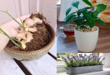 Top những cây thuốc quý không thể không trồng trong nhà