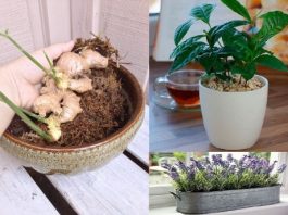 Top những cây thuốc quý không thể không trồng trong nhà