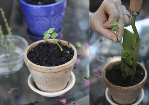 Cách trồng tía tô đất tại nhà sạch ngon và đơn giản - 7
