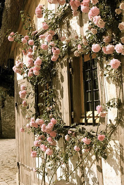 Hoa hồng điểm tô nhà vườn thêm lãng mạn - Archi