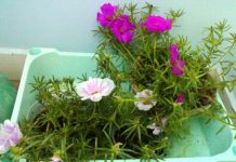 Mẹo tưới hoa khi vắng nhà - 1