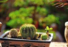 5 loại hoa, cây cảnh làm đẹp ban công - 1