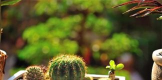 5 loại hoa, cây cảnh làm đẹp ban công - 1