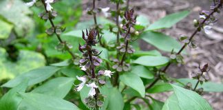 Mẹo hay chữa hôi miệng bằng rau thơm, gia vị - 1