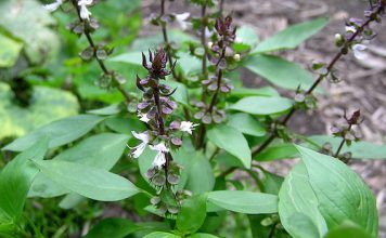 Mẹo hay chữa hôi miệng bằng rau thơm, gia vị - 1