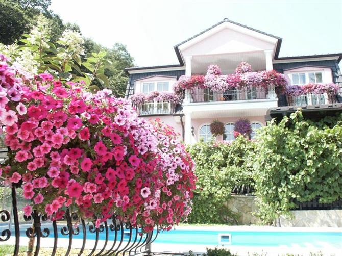 Tạo điểm nhấn rực rỡ cho ngôi nhà của bạn bằng hoa leo