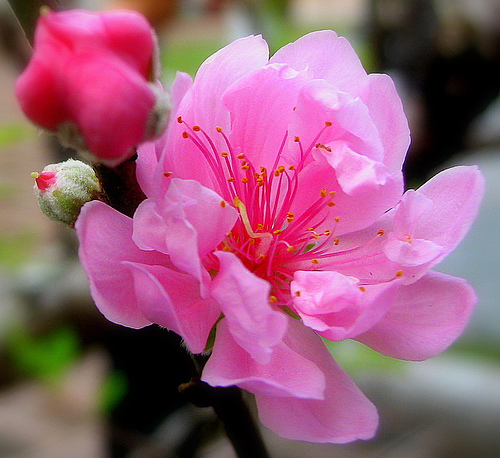 10 loại hoa mang may mắn cho tết Nhâm Thìn - 8