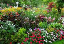 Những góc nhỏ yên bình trong khu vườn mùa hè - 1