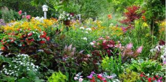 Những góc nhỏ yên bình trong khu vườn mùa hè - 1