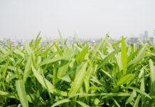 Cách trồng rau muống bằng cành tại nhà nhanh cho thu hoạch