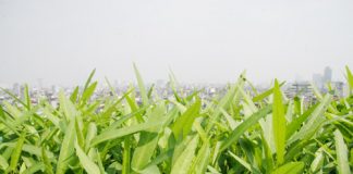 Cách trồng rau muống bằng cành tại nhà nhanh cho thu hoạch