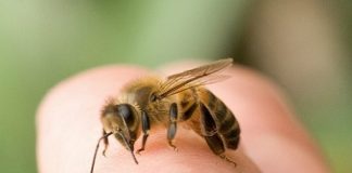 Cách trị ong đốt bằng những bài thuốc dân gian đơn giản 1