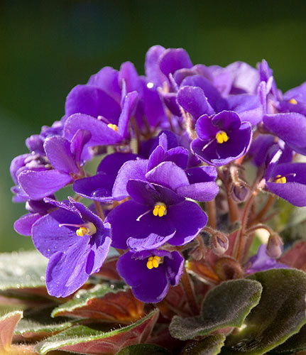 Sự tích và ý nghĩa của loài hoa violet tím ngọt ngào - 2