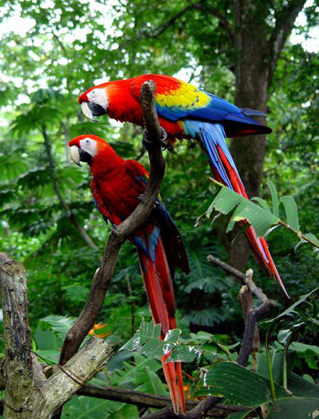 Thiên nhiên kỳ thú ở Costa Rica  - 11