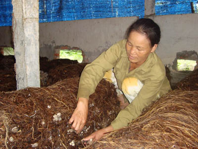 Cách trồng nấm - 2