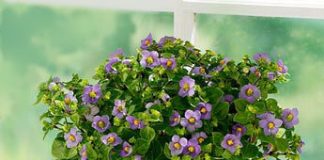 Sự tích và ý nghĩa của loài hoa violet tím ngọt ngào - 1