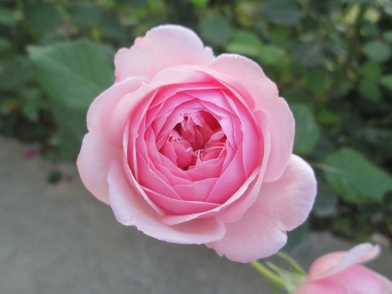 Giống hoa hồng ngoại đẹp mê li khiến ai cũng mê mẩn 7