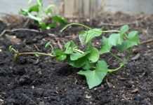 Cách trồng rau lang tại nhà để giải nhiệt trong mùa hè