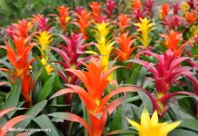 10 loại cây trồng vào mùa đông cho nhà thêm hương sắc 1