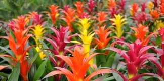 10 loại cây trồng vào mùa đông cho nhà thêm hương sắc 1