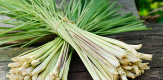 Cách trồng sả tại nhà: vừa làm rau, vừa đuổi muỗi hiệu quả 1Cách trồng sả tại nhà: vừa làm rau, vừa đuổi muỗi hiệu quả