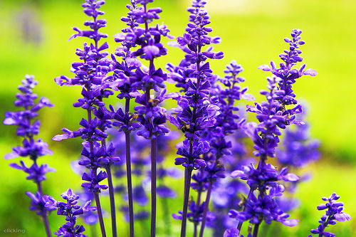 Tìm hiểu ý nghĩa của hoa oải hương - hoa Lavender - 3