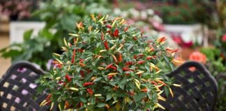 Cách trồng ớt trong chậu tại nhà mang hiệu quả gấp đôi