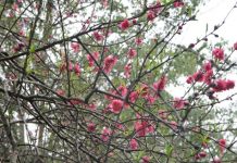 hoa đào, tết, chăm sóc, thú chơi