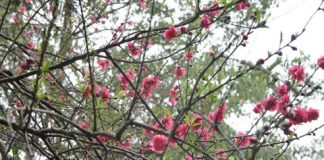 hoa đào, tết, chăm sóc, thú chơi