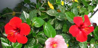 cach cham soc toc bong muot bang la dam but 