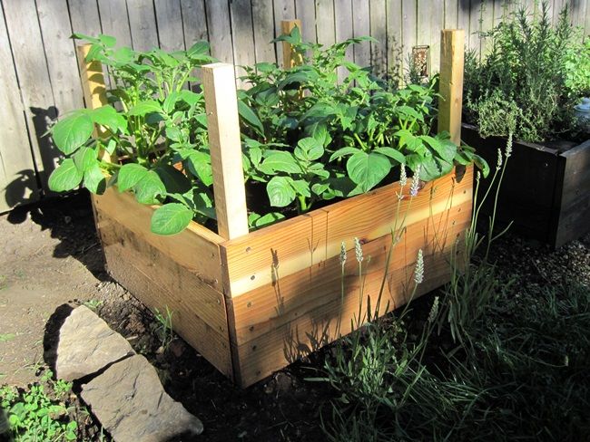 Hướng dẫn cách trồng khoai tây tại nhà sai củ, củ ngon - 1