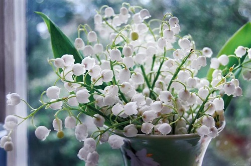 Những chậu hoa ngày Tết thường được dùng để trang trí - 3