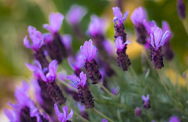Tìm hiểu ý nghĩa của hoa oải hương - hoa Lavender - 2