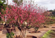 Bí quyết trồng lại đào sau Tết để tiết kiệm chi phí 1