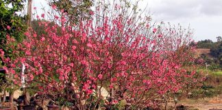 Bí quyết trồng lại đào sau Tết để tiết kiệm chi phí 1