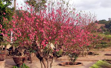 Bí quyết trồng lại đào sau Tết để tiết kiệm chi phí 1