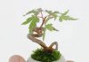 Các loại cây cảnh bonsai đẹp từ rau củ quả