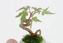 Các loại cây cảnh bonsai đẹp từ rau củ quả