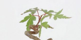 Các loại cây cảnh bonsai đẹp từ rau củ quả