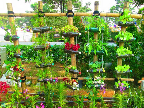 Tham quan khu vườn trồng rau bằng chai nhựa 4