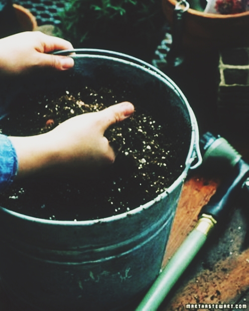 13 bước trồng rau sạch tại nhà trong khay nhỏ - 3