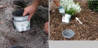 mẹo làm vườn thông minh chẳng ai dạy bạn