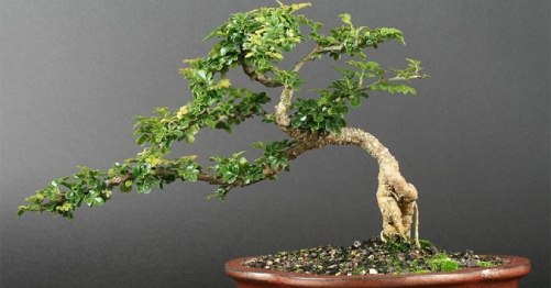 Phân chia các loại cây Bonsai theo nguồn gốc hình thành 2